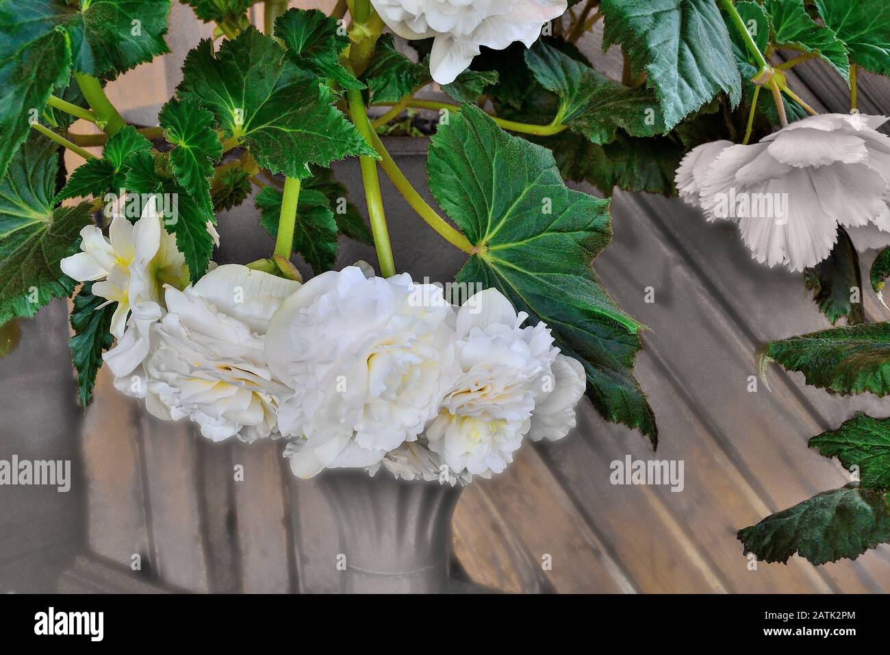 Sanfte Blumen weißer Bettler im Blumentopf schließen sich. Begonia ist eine spektakuläre und elegante, blühende Zierpflanze für Garten, Hausflorikultur Stockfoto