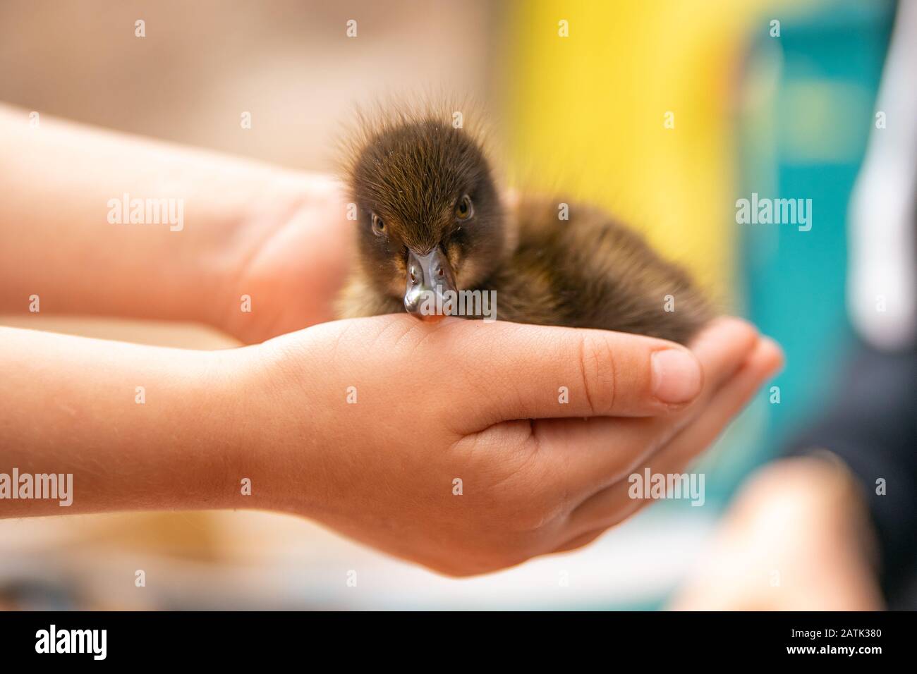 Der Mann rettete wenig Duckling aus dem Brandwald, hält sich in den Händen Stockfoto
