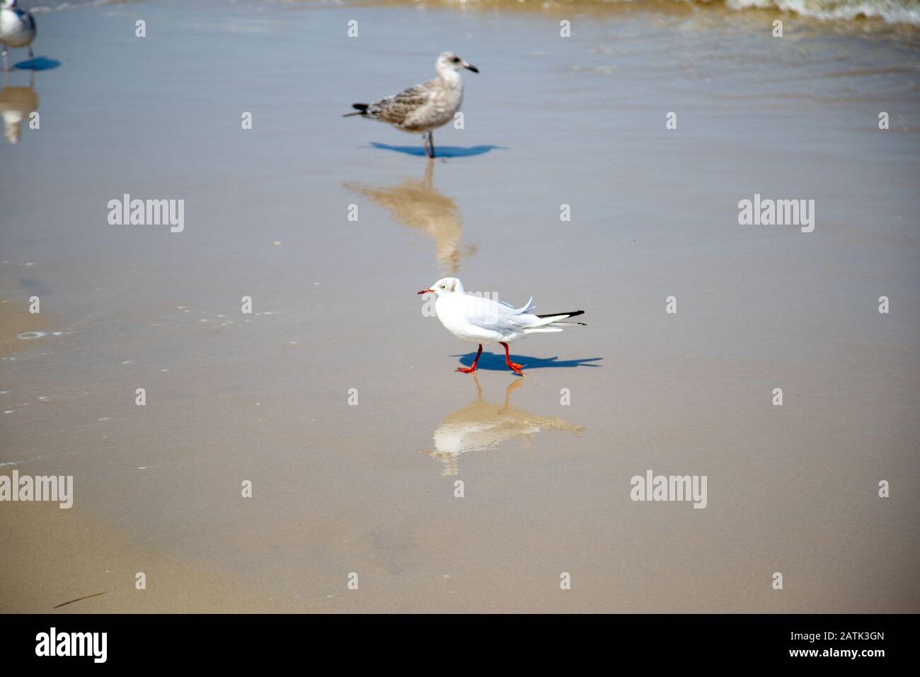 Viele Möwen am Strand an der Ostsee suchen an einem sonnigen Tag nach Nahrung Stockfoto