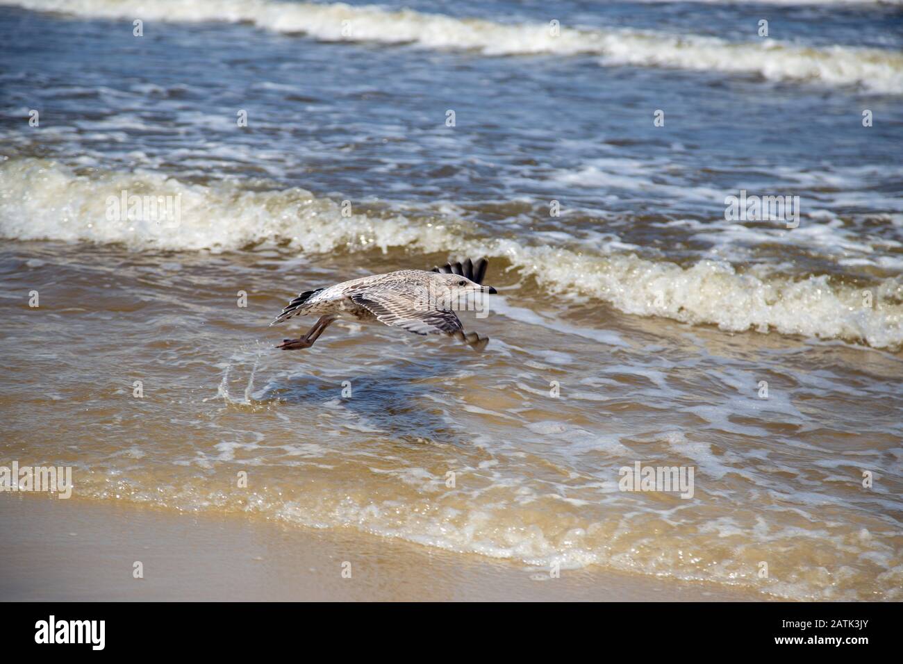 Eine Möwe, die sich nähert, um im Wasser an der ostsee zu landen Stockfoto