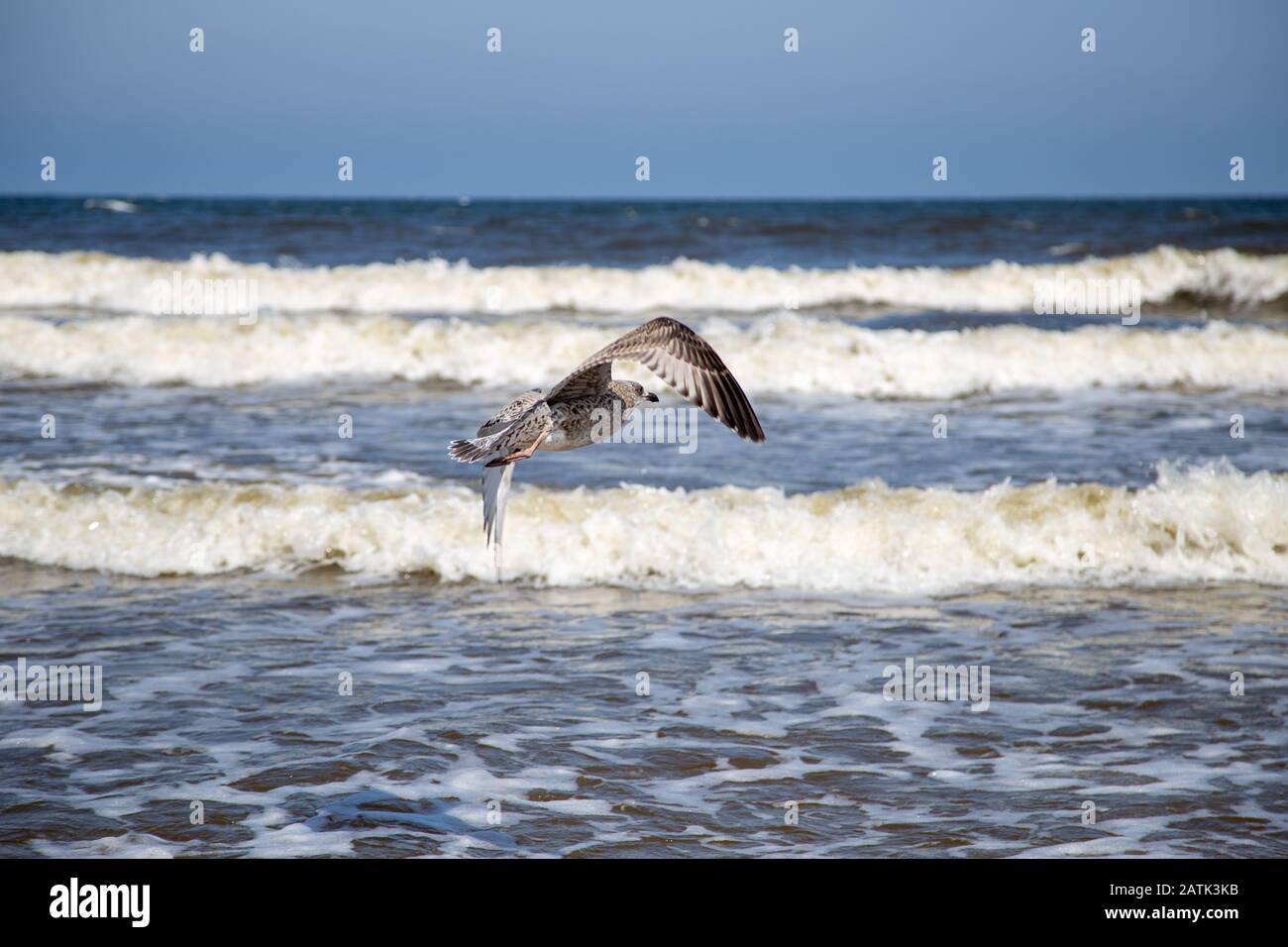Eine Möwe, die sich nähert, um im Wasser an der ostsee zu landen Stockfoto