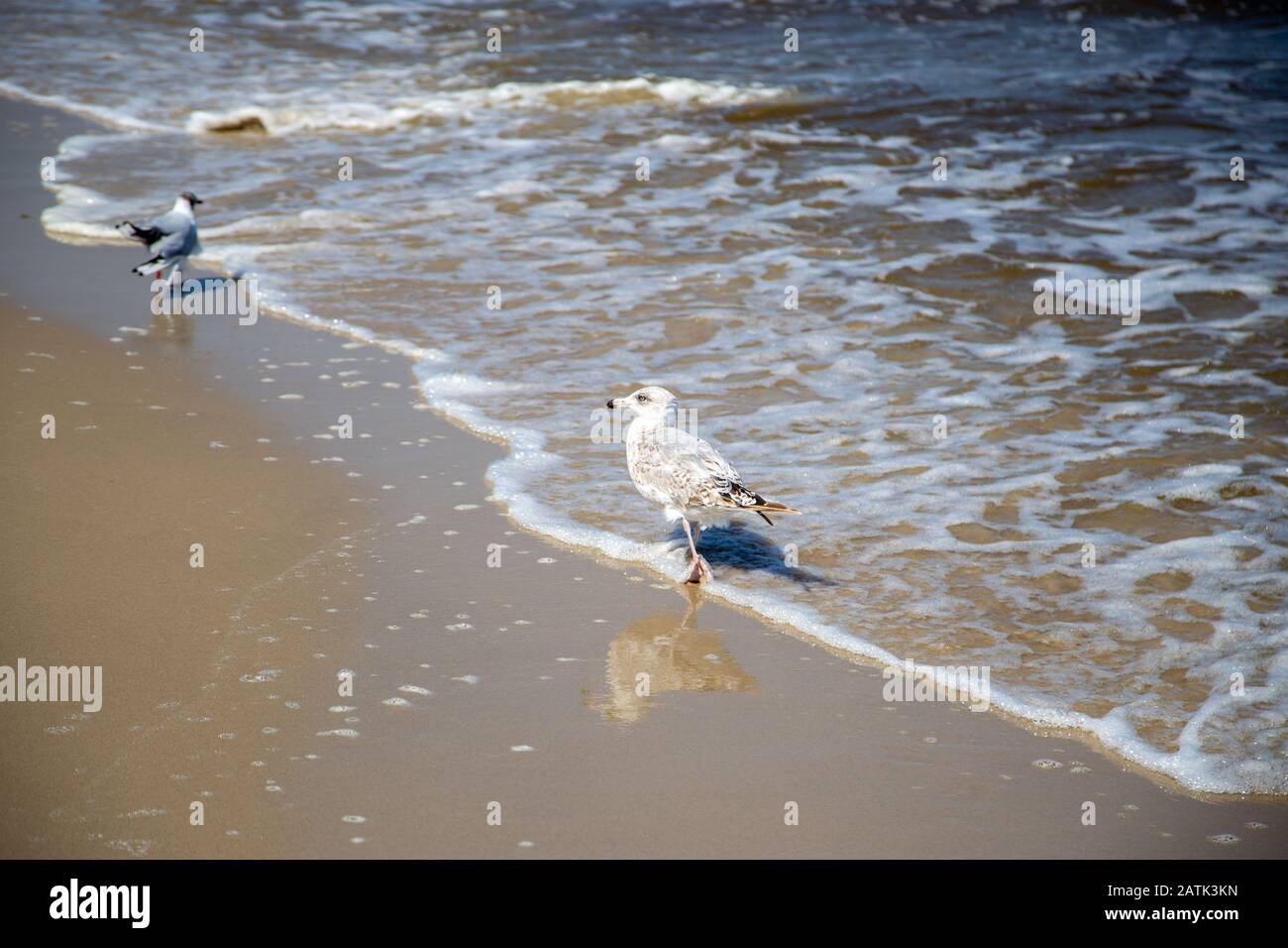 Viele Möwen am Strand an der Ostsee suchen an einem sonnigen Tag nach Nahrung Stockfoto
