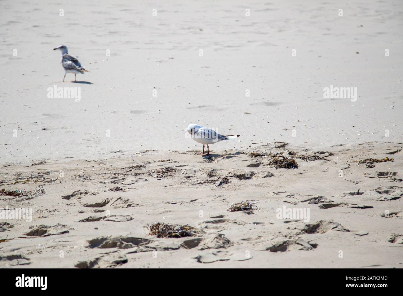 Viele Möwen am Strand an der Ostsee suchen an einem sonnigen Tag nach Nahrung Stockfoto