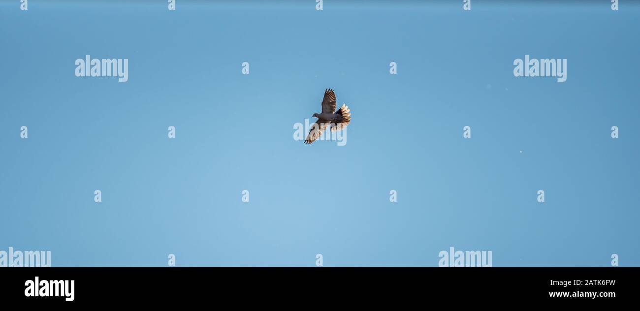 Taube in der Luft mit weit geöffneten Flügeln mit blauem Himmelshintergrund Stockfoto