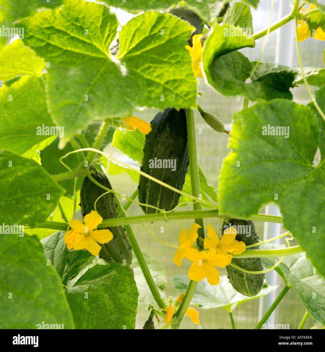 Gurkenfabrik. Gurke mit Blättern und Blumen. Gurken im Garten Stockfoto