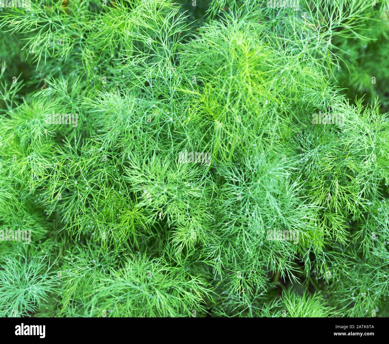 Dillanlage im Garten. Grüner Hintergrund mit Dill. Fenchel verlässt. Grüner Blatthintergrund. Stockfoto