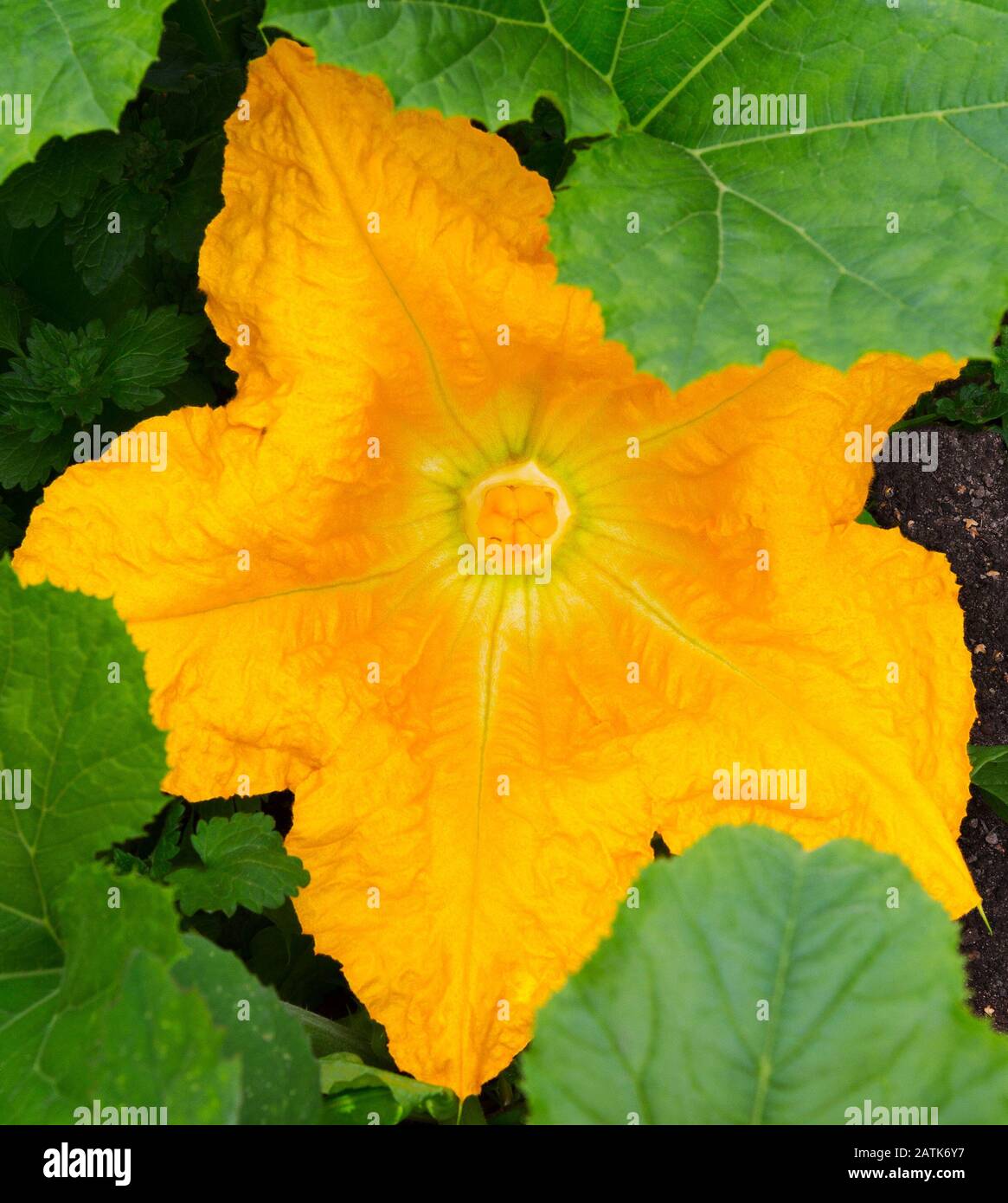 Kürbisblume Nahaufnahme. Gemüsekumpin blüht auf dem Feld. Blühender Squash. Stockfoto