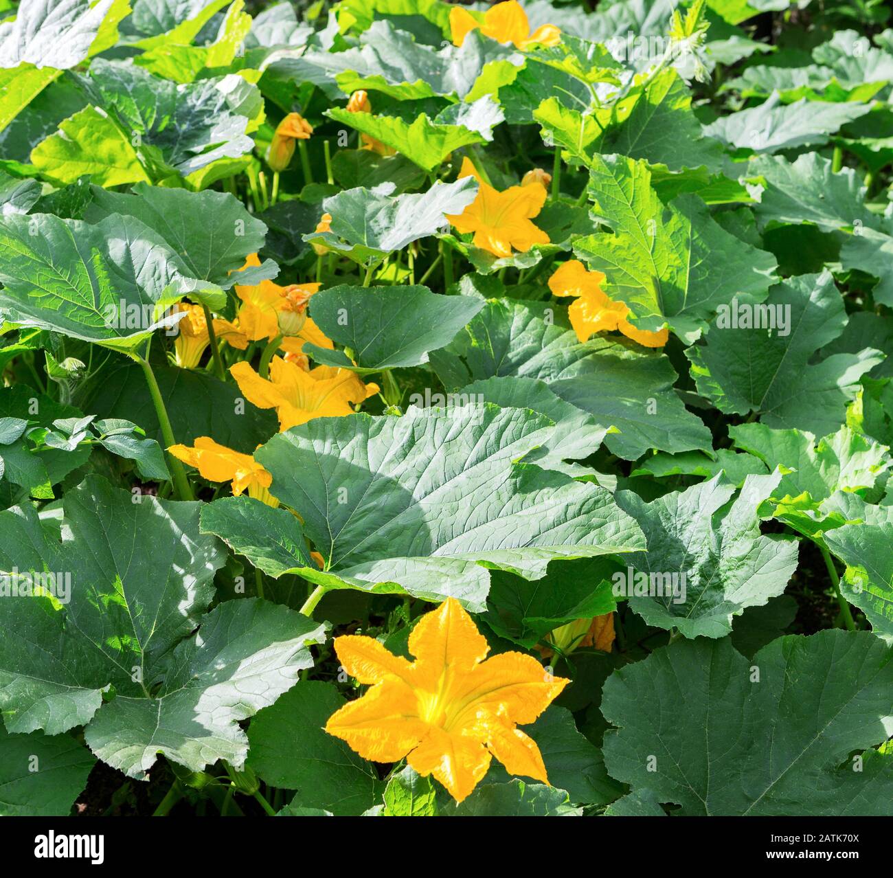 Kürbis, Squash-Anlage. Kürbisse, Kürbisse, gelbe Blume des Pflanzenmarks mit grünen Blättern, die im Garten blühen. Gemüse als Lebensmittel-Bac Stockfoto