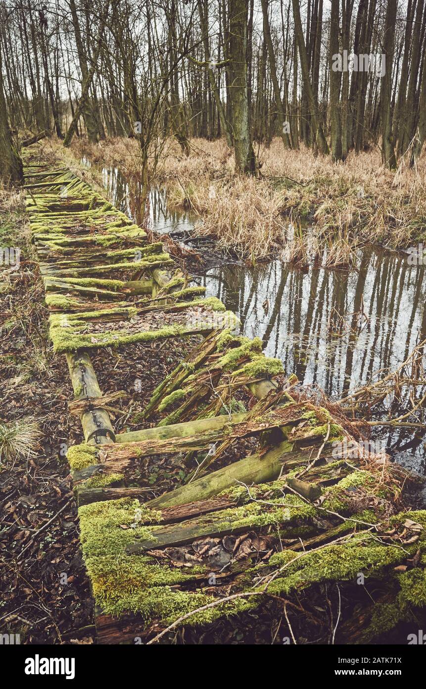 Alte zerbrochene Holzbrücke in einem Süßwasser-Sumpfwald, Farbtonierung aufgetragen. Stockfoto