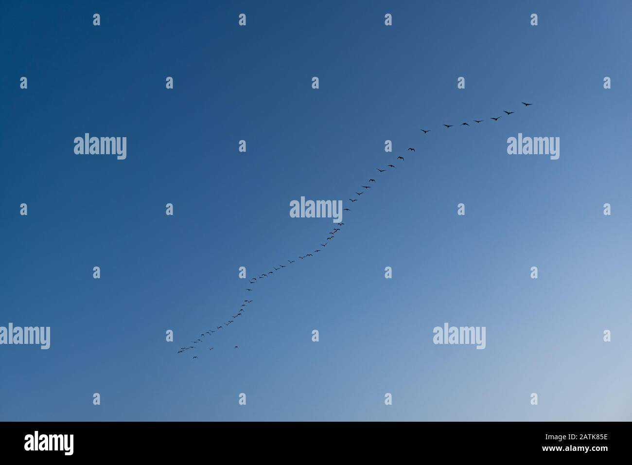 Eine Gruppe von Vögeln, die am blauen Himmel fliegen Stockfoto