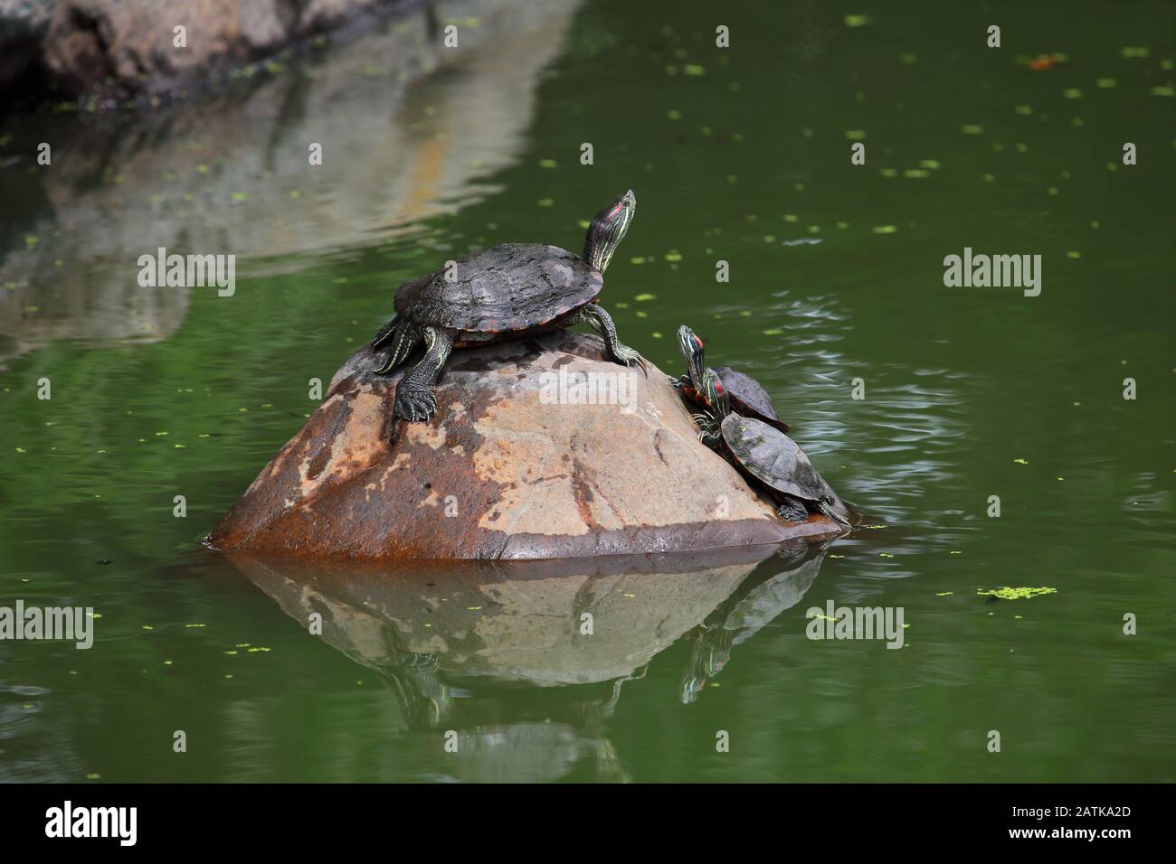 Schildkröten auf dem Felsen Stockfoto