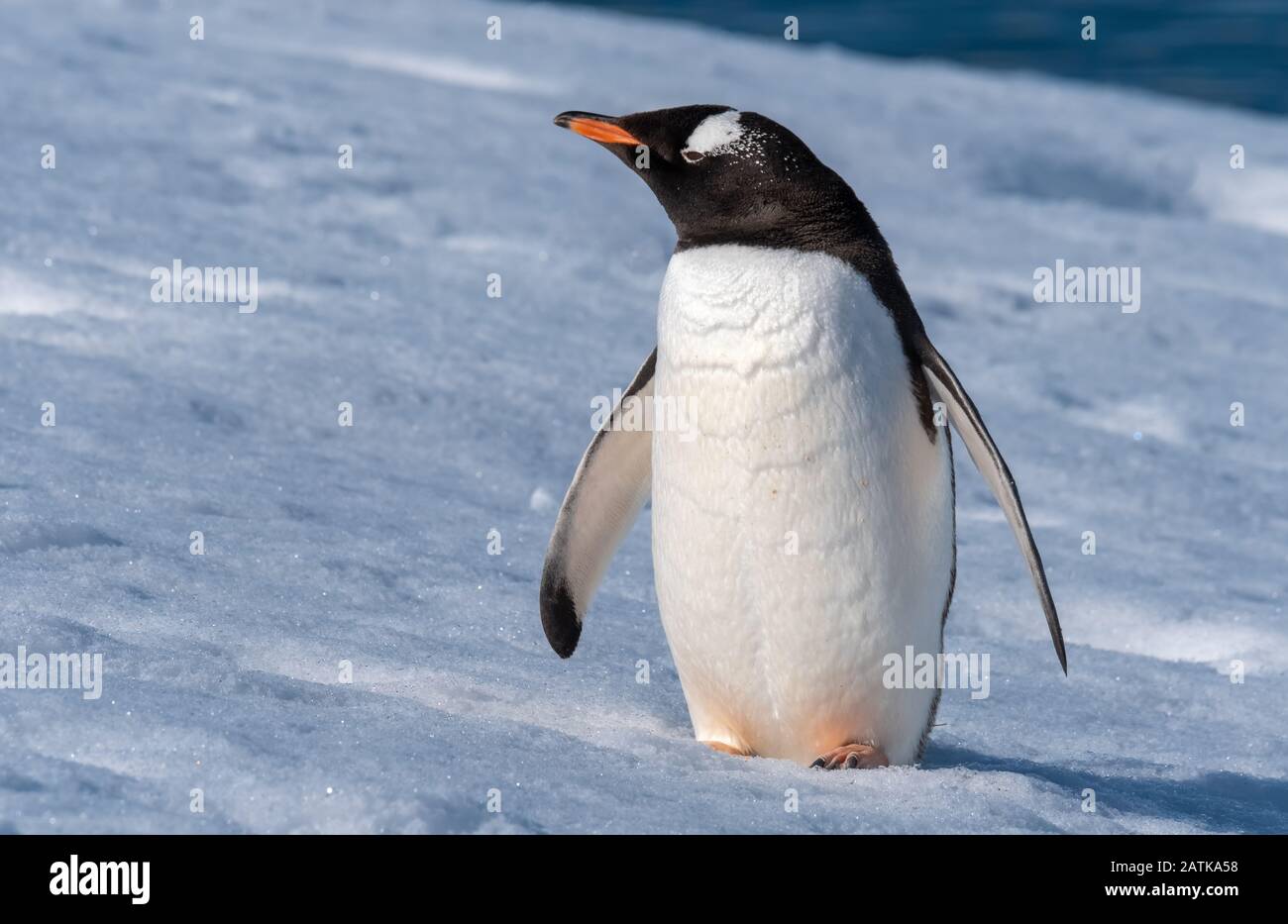 Ein gentoo Pinguin, der verschneite Hügel zurück zu den Rookery im Neko Harbour, einem spektakulären Zufluss der Antarktischen Halbinsel, erklimmt Stockfoto
