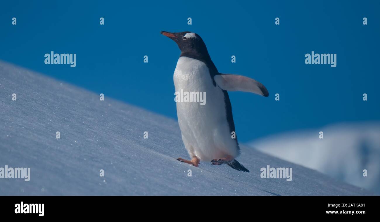 Ein gentoo Pinguin, der verschneite Hügel zurück zu den Rookery im Neko Harbour, einem spektakulären Zufluss der Antarktischen Halbinsel, erklimmt Stockfoto