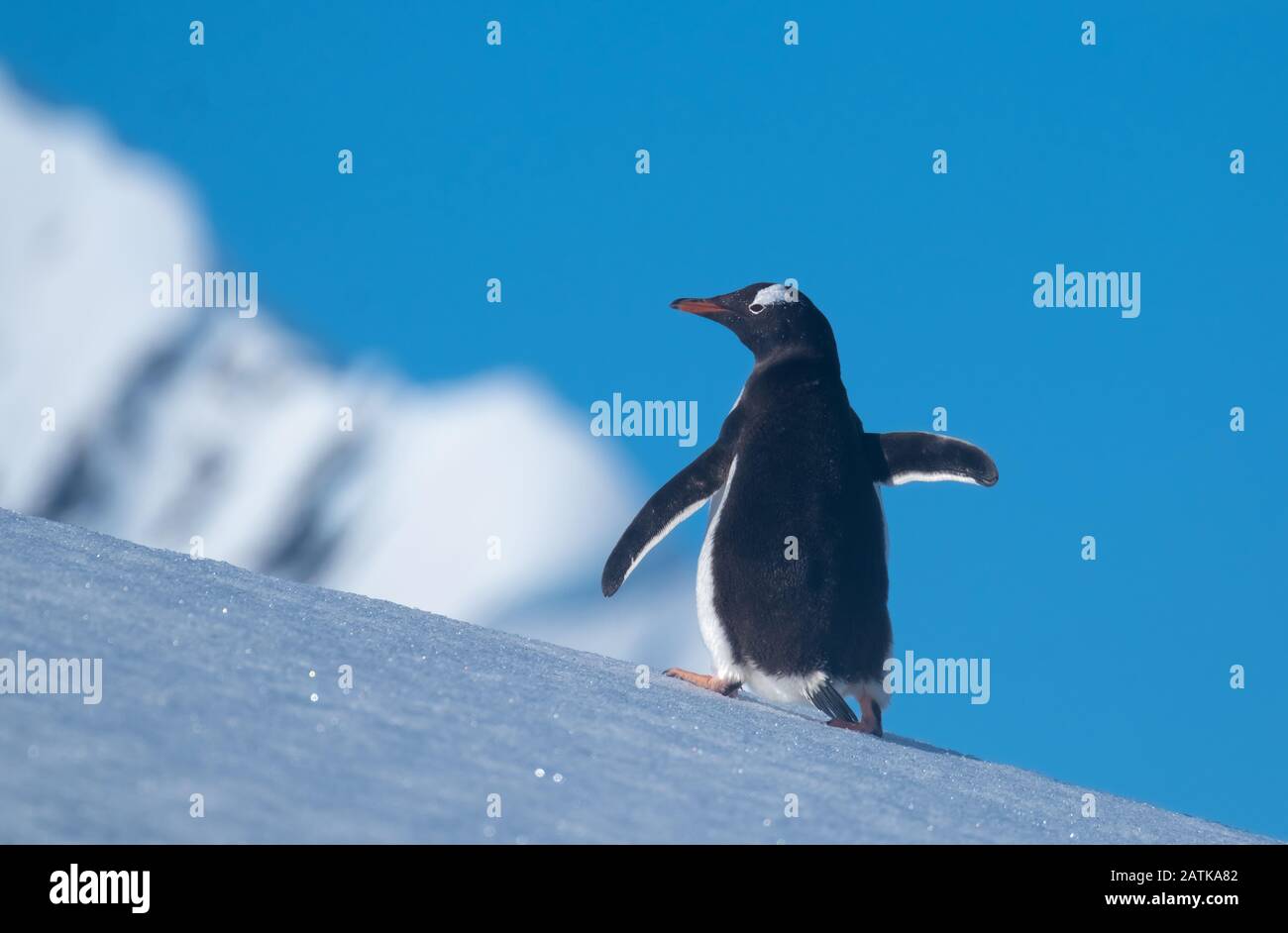 Ein gentoo Pinguin, der verschneite Hügel zurück zu den Rookery im Neko Harbour, einem spektakulären Zufluss der Antarktischen Halbinsel, erklimmt Stockfoto
