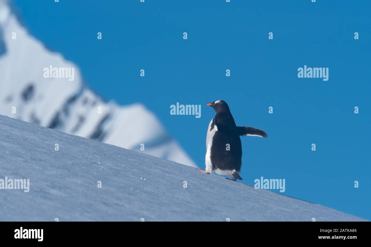 Ein gentoo Pinguin, der verschneite Hügel zurück zu den Rookery im Neko Harbour, einem spektakulären Zufluss der Antarktischen Halbinsel, erklimmt Stockfoto