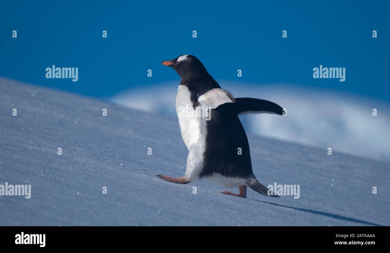 Ein gentoo Pinguin, der verschneite Hügel zurück zu den Rookery im Neko Harbour, einem spektakulären Zufluss der Antarktischen Halbinsel, erklimmt Stockfoto