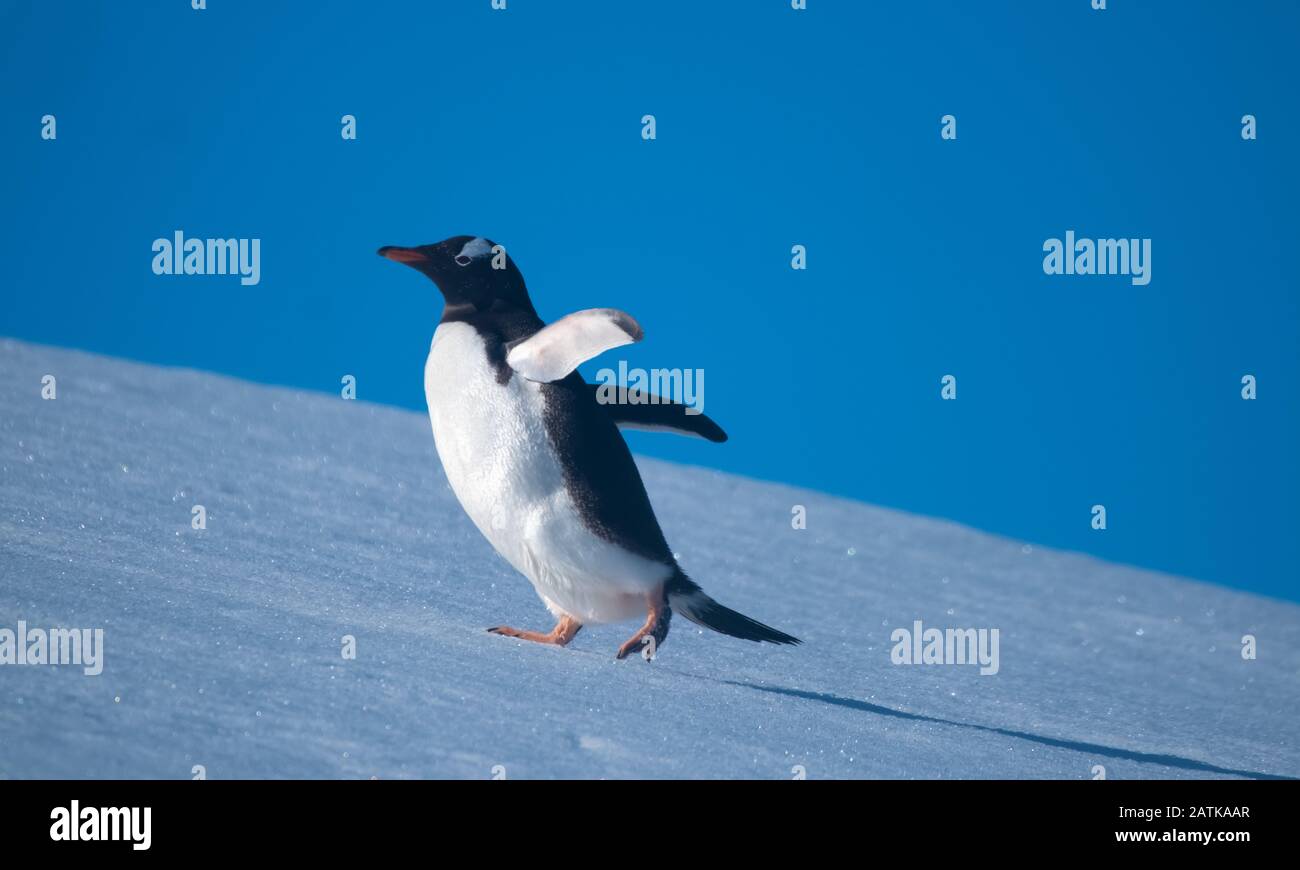 Ein gentoo Pinguin, der verschneite Hügel zurück zu den Rookery im Neko Harbour, einem spektakulären Zufluss der Antarktischen Halbinsel, erklimmt Stockfoto