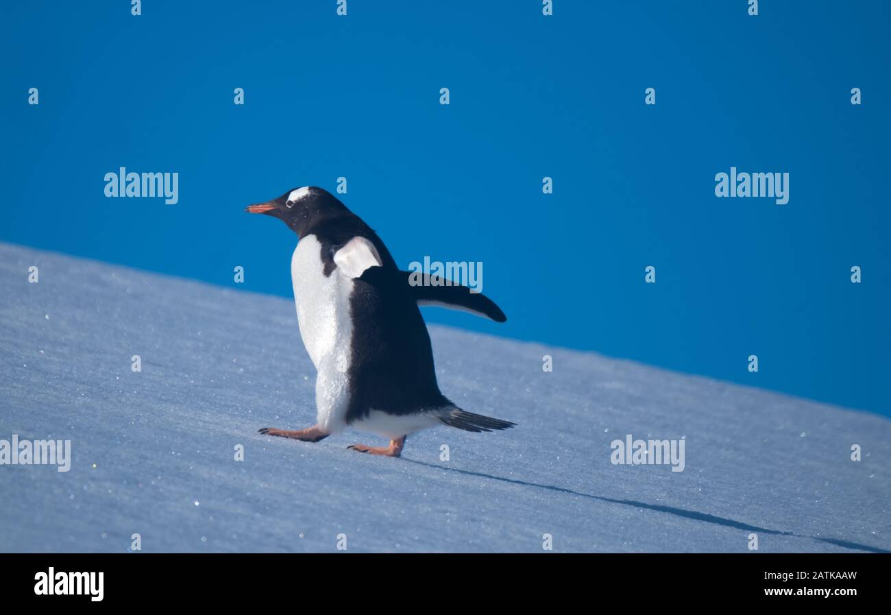 Ein gentoo Pinguin, der verschneite Hügel zurück zu den Rookery im Neko Harbour, einem spektakulären Zufluss der Antarktischen Halbinsel, erklimmt Stockfoto