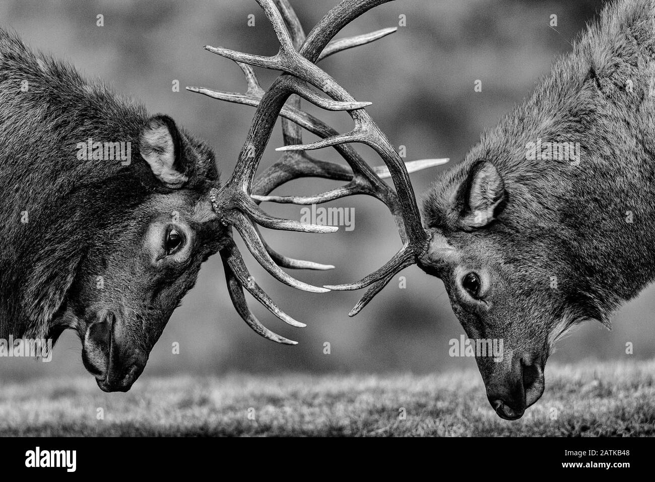 Elch, Yellowstone-Nationalpark, Wyoming, USA. Stockfoto
