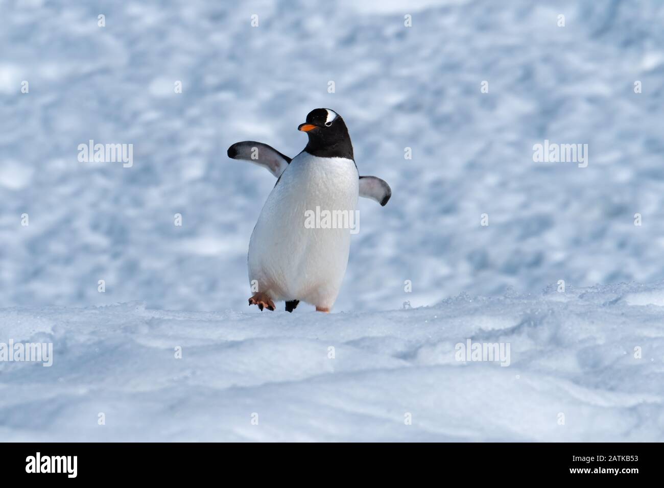 Ein gentoo Pinguin, der verschneite Hügel zurück zu den Rookery im Neko Harbour, einem spektakulären Zufluss der Antarktischen Halbinsel, erklimmt Stockfoto