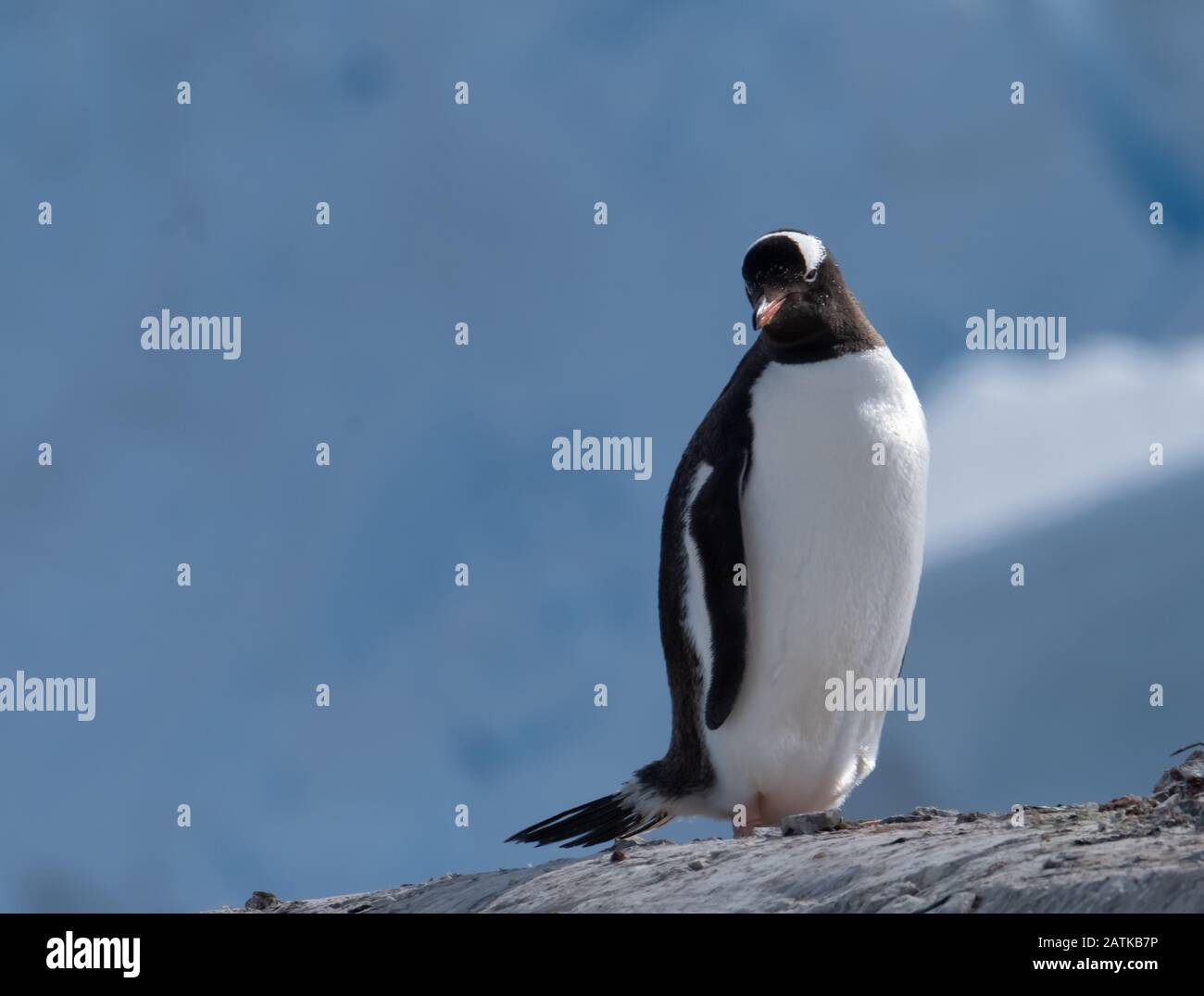 Ein gentoo Pinguin, der verschneite Hügel zurück zu den Rookery im Neko Harbour, einem spektakulären Zufluss der Antarktischen Halbinsel, erklimmt Stockfoto