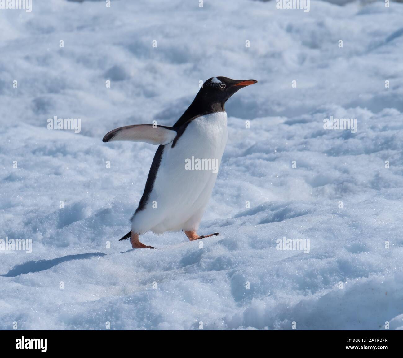 Ein gentoo Pinguin, der verschneite Hügel zurück zu den Rookery im Neko Harbour, einem spektakulären Zufluss der Antarktischen Halbinsel, erklimmt Stockfoto