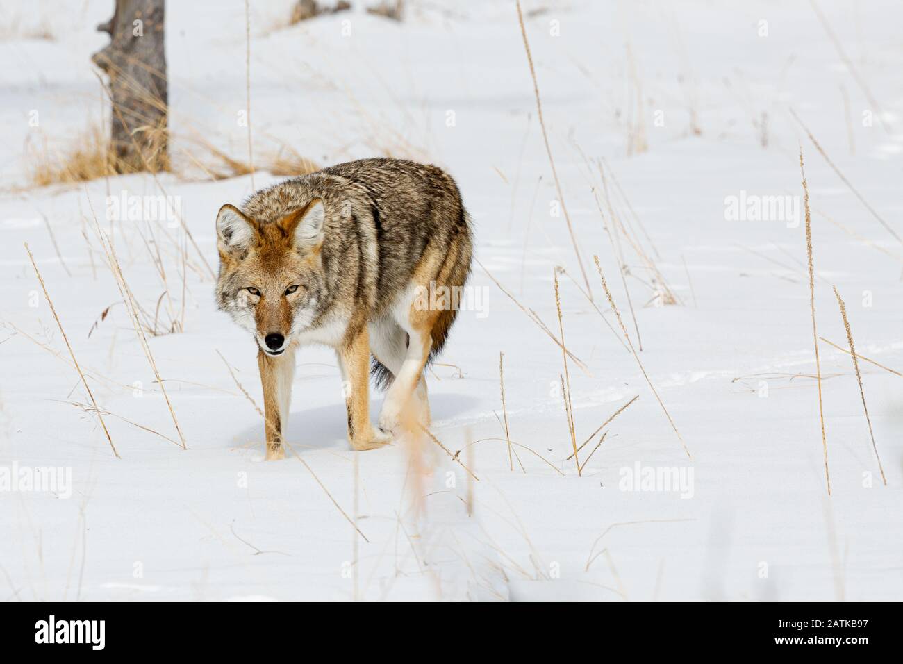 Coyote im Schnee, Yellowstone National Park, Wyoming, USA. Stockfoto