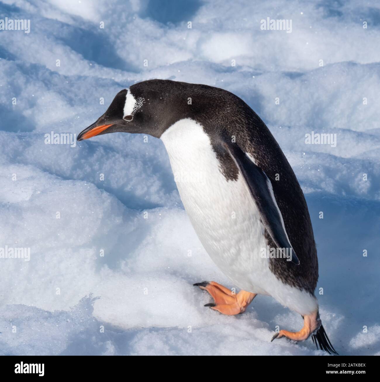 Ein gentoo Pinguin, der verschneite Hügel zurück zu den Rookery im Neko Harbour, einem spektakulären Zufluss der Antarktischen Halbinsel, erklimmt Stockfoto