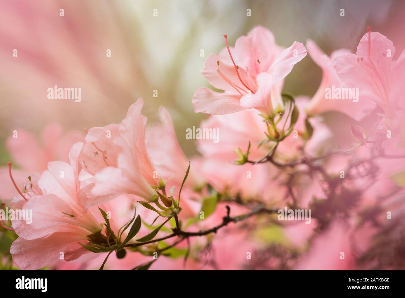 Hellrosa Azalea Blumen mit Bokeh Stockfoto