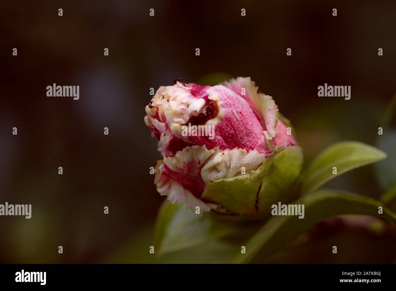 Nahaufnahme von Pink und White Camellia Flower Bud Stockfoto