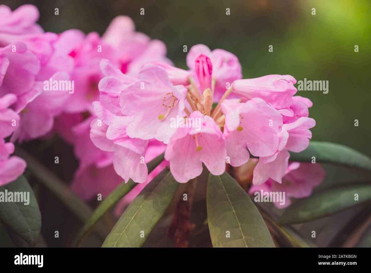 Nahaufnahme der Rhodendron-Blumen im Sonnenlicht Stockfoto