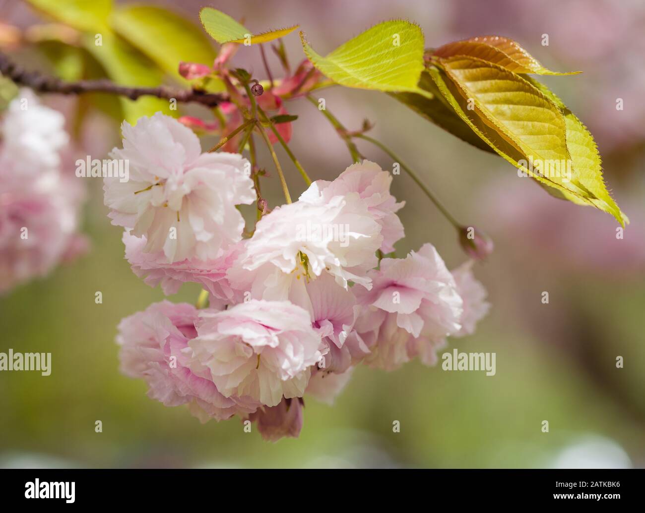 Nahaufnahme der Blassen Pink Kirschblüten Stockfoto