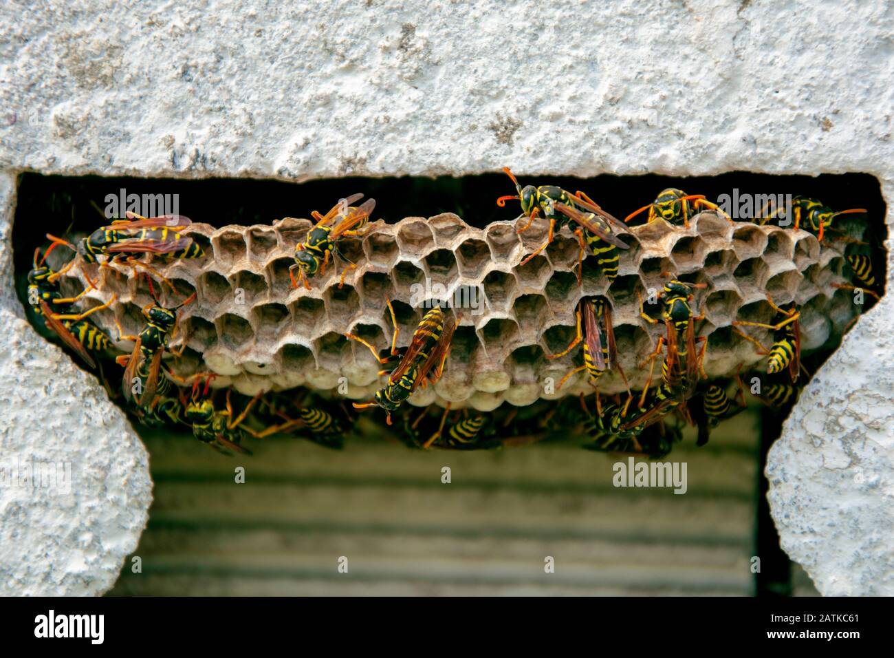 Wespennest Stockfoto