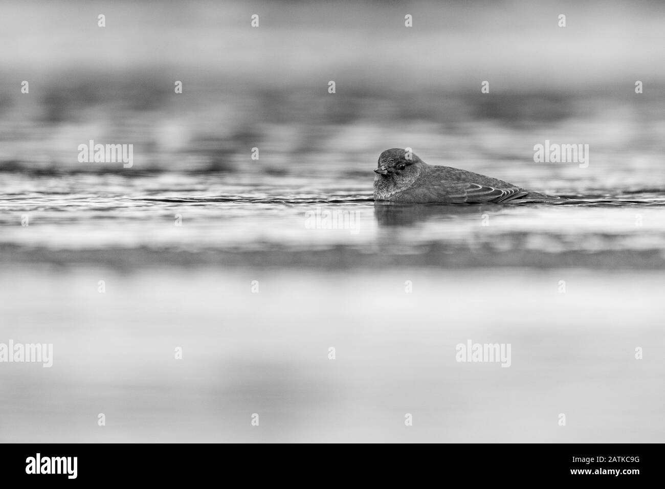 American Dipper, Wyoming, USA Stockfoto