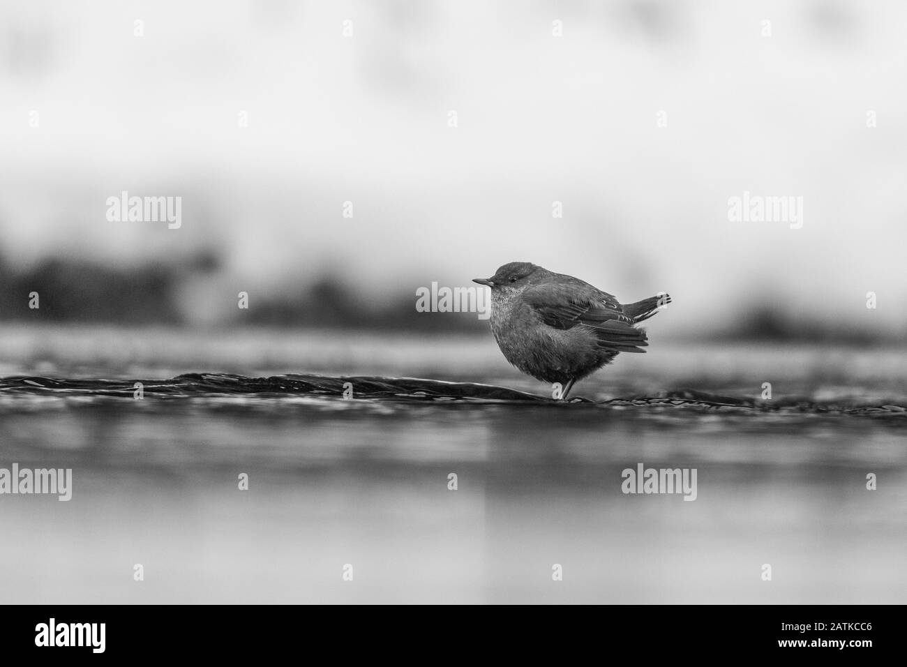 American Dipper, Wyoming, USA Stockfoto