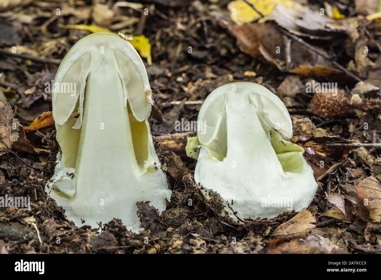 Der tödliche Giftpilz Amanita Phalloides wächst in den Wäldern Mitteleuropas. Stockfoto