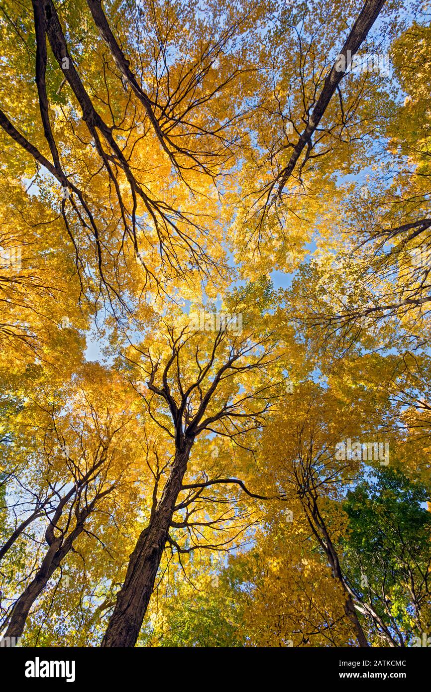 Kanada, Queenston, Ontario, Bäume, die auf dem Bruce Trail Herbstfarben färben Stockfoto
