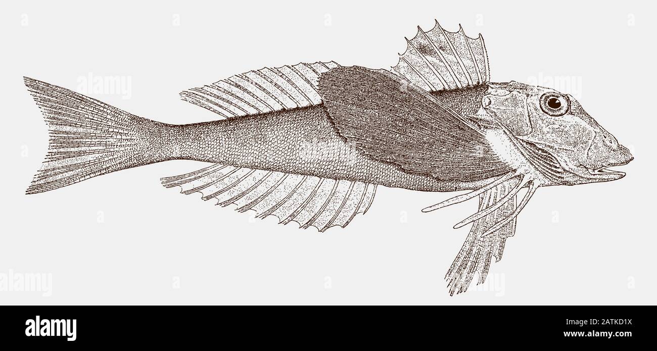 Nordseerobin oder Gurnard, Prionotus carolinus in Seitenansicht Stock Vektor