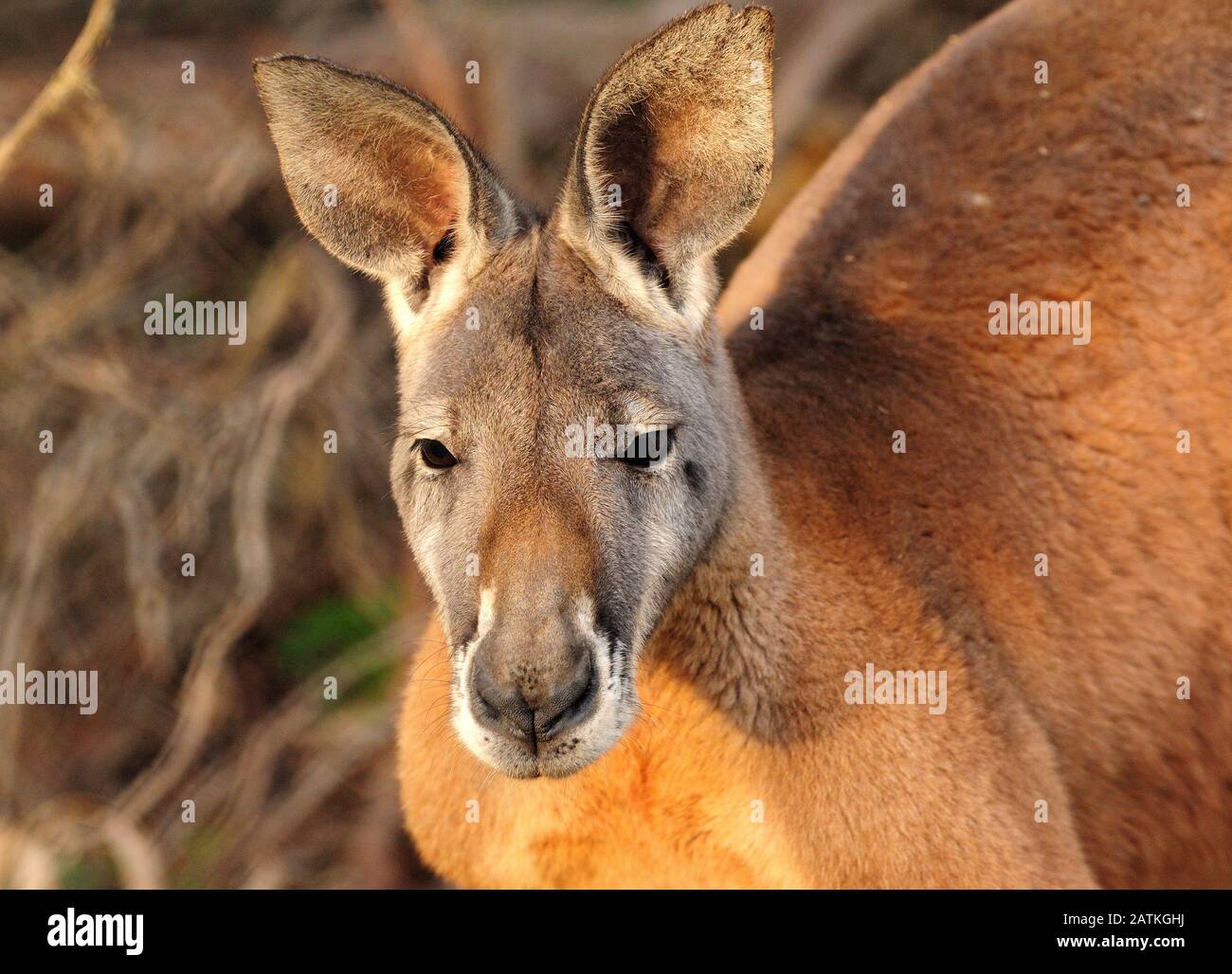 Sehen Sie Sich ein rotes Kangaroo In Barssa Valley SA Australien An Stockfoto