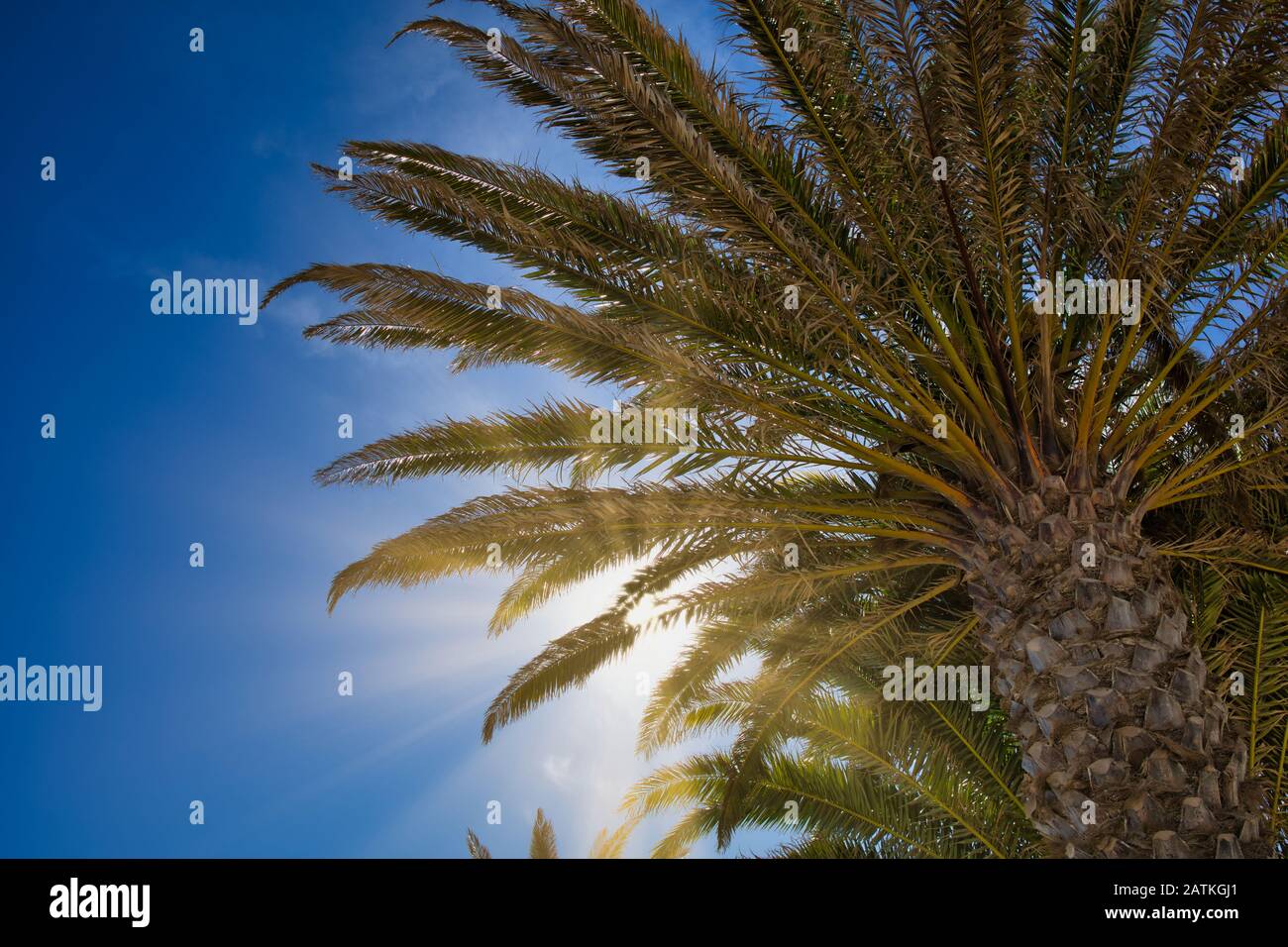 Sonnenbalken, die durch Palmen gegen den blauen Himmel im spanischen Lanzarote leuchten Stockfoto