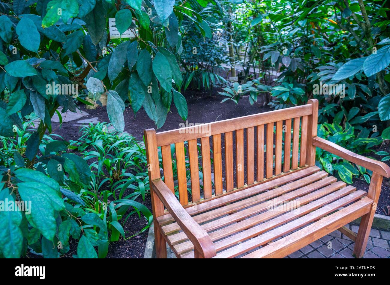 Behandelte Holzbank, die allein in einem lebend grünen Dschungel-Dschungel steht. In den Botanischen Gärten der Karls-Universität in Prag wird bei Tageslicht geschossen Stockfoto