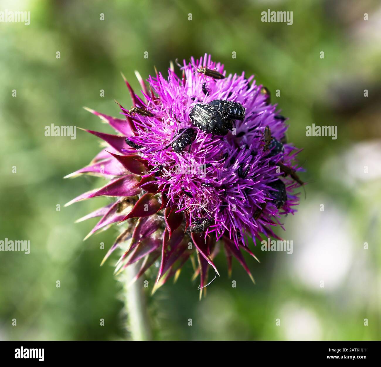 Lila Thistle oder Knapweed bedeckt mit schwarzen Käfern mit weißen Flecken, (Acmaeodera ornatoides), Kolocep, Kroatien Stockfoto