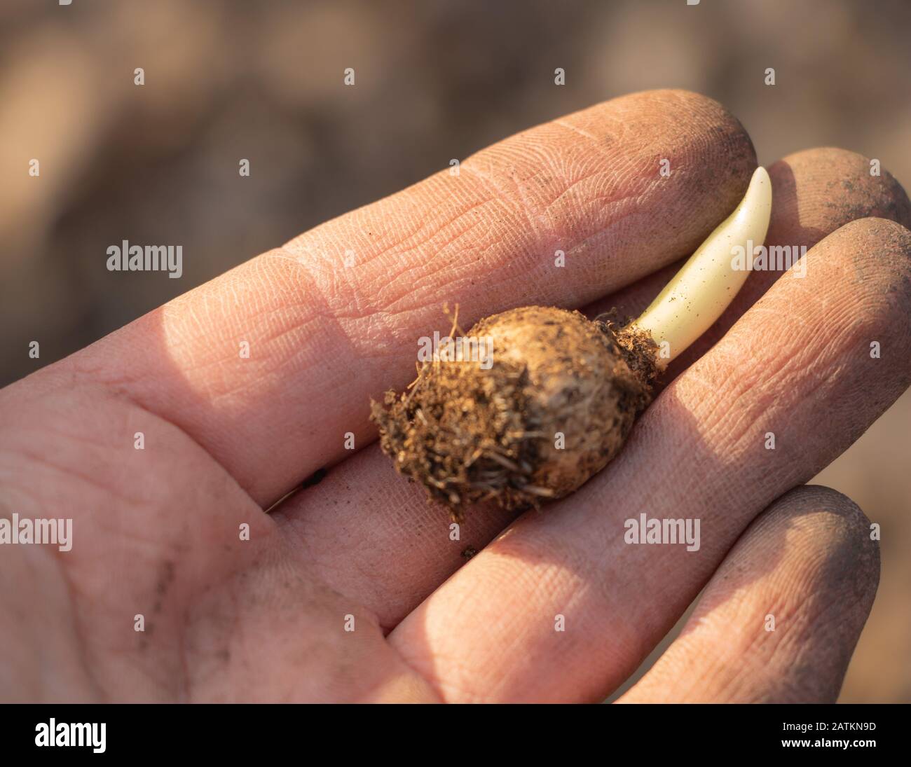Eine Blumenzwiebel in der Hand eines Gärtners. Konzept der Pflanzsaison Stockfoto