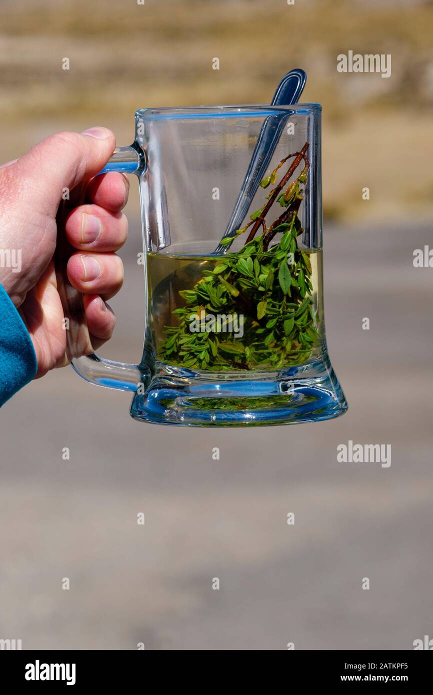 Becher aus muña-Tee, Minthostachys mollis, zur Bekämpfung der Höhenerkrankung, peruanischer Altiplano, Peru Stockfoto