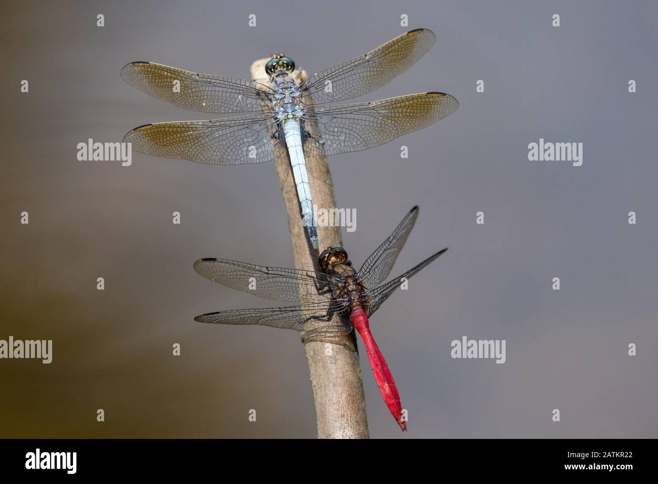 Rote und blaue Schimmer Libellen Stockfoto