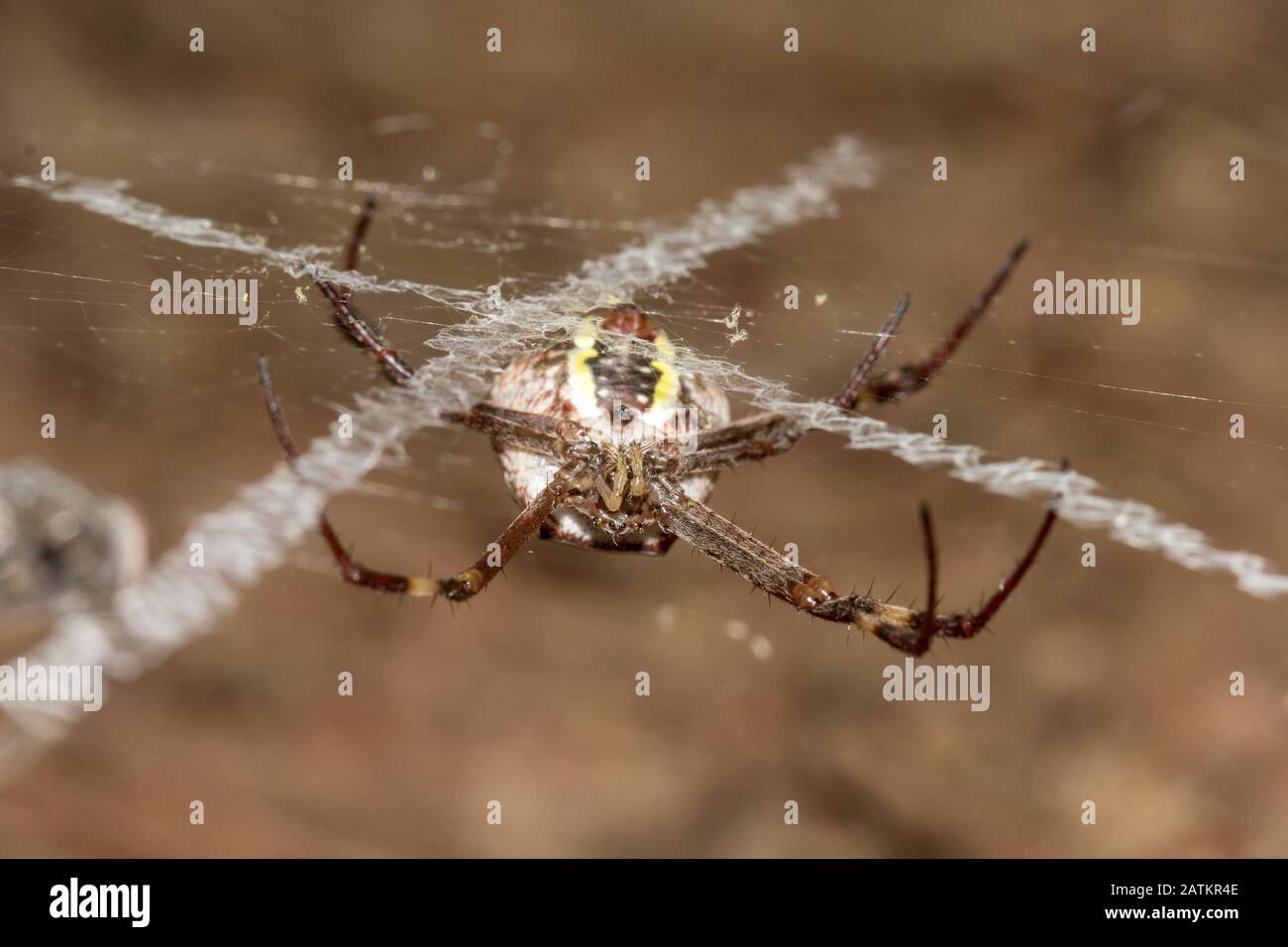 ST Andrews Kreuzspinne im Netz Stockfoto