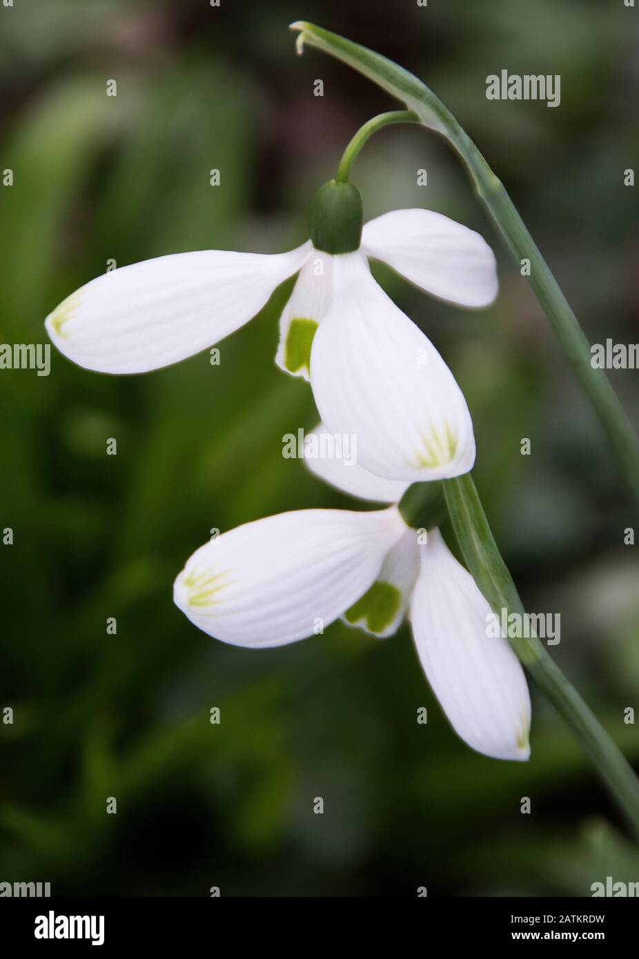 Phlox 'Big Boy' Stockfoto