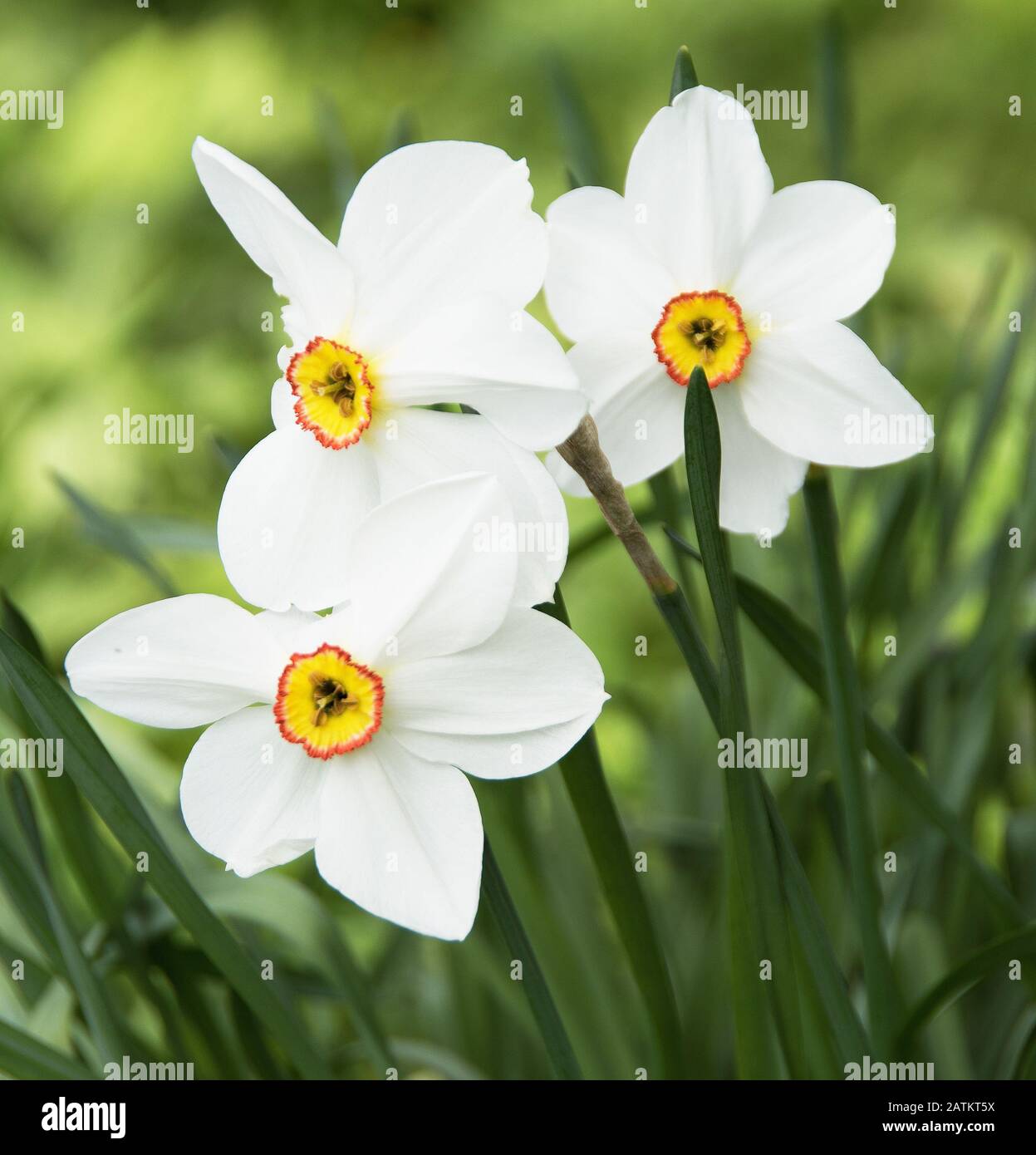 Narzisse "Capability Brown" hat lang anhaltende Blumen und einen sehr schönen Geruch Stockfoto