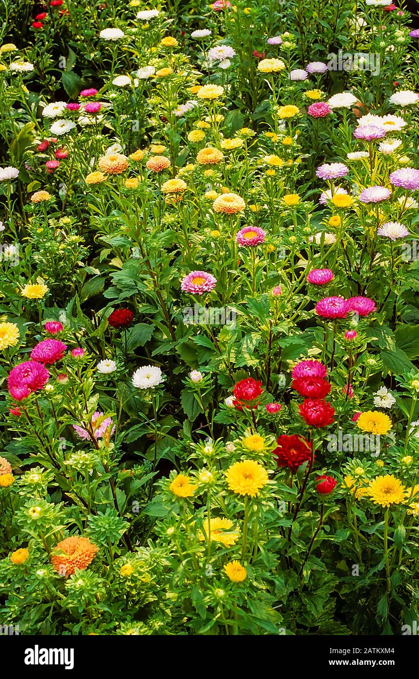 Ein Blumenbeet der Aster matsumoto Serie Blumen. Eine Vielzahl von Halbdoppeltypen. Ein Jahr, das ideal als Schnittblume ist. Stockfoto