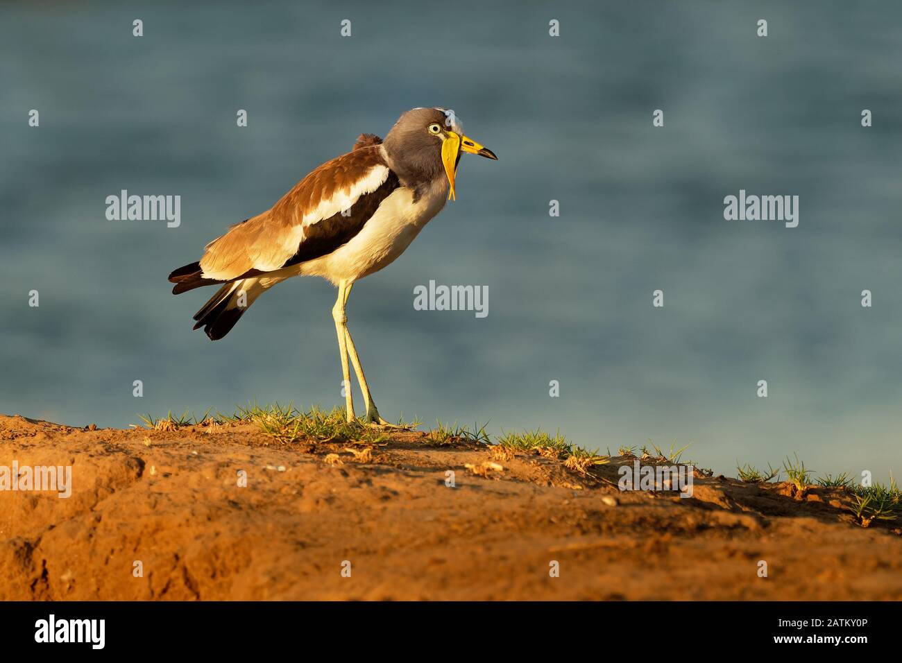 White-headed Kiebitz, Vanellus Albiceps oder Weiß - gekrönte Kiebitz, white-headed plover oder Weiß - gekrönte Regenpfeifer ist ein mittelständisches Wader. Es ist Resident Stockfoto